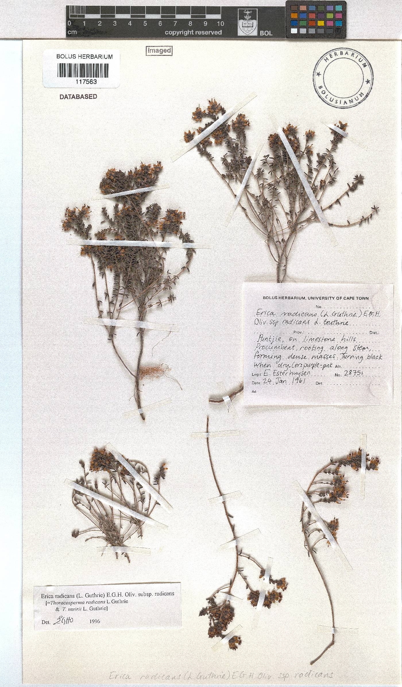 Erica radicans image