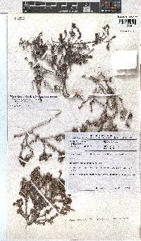 Erica radicans subsp. radicans image