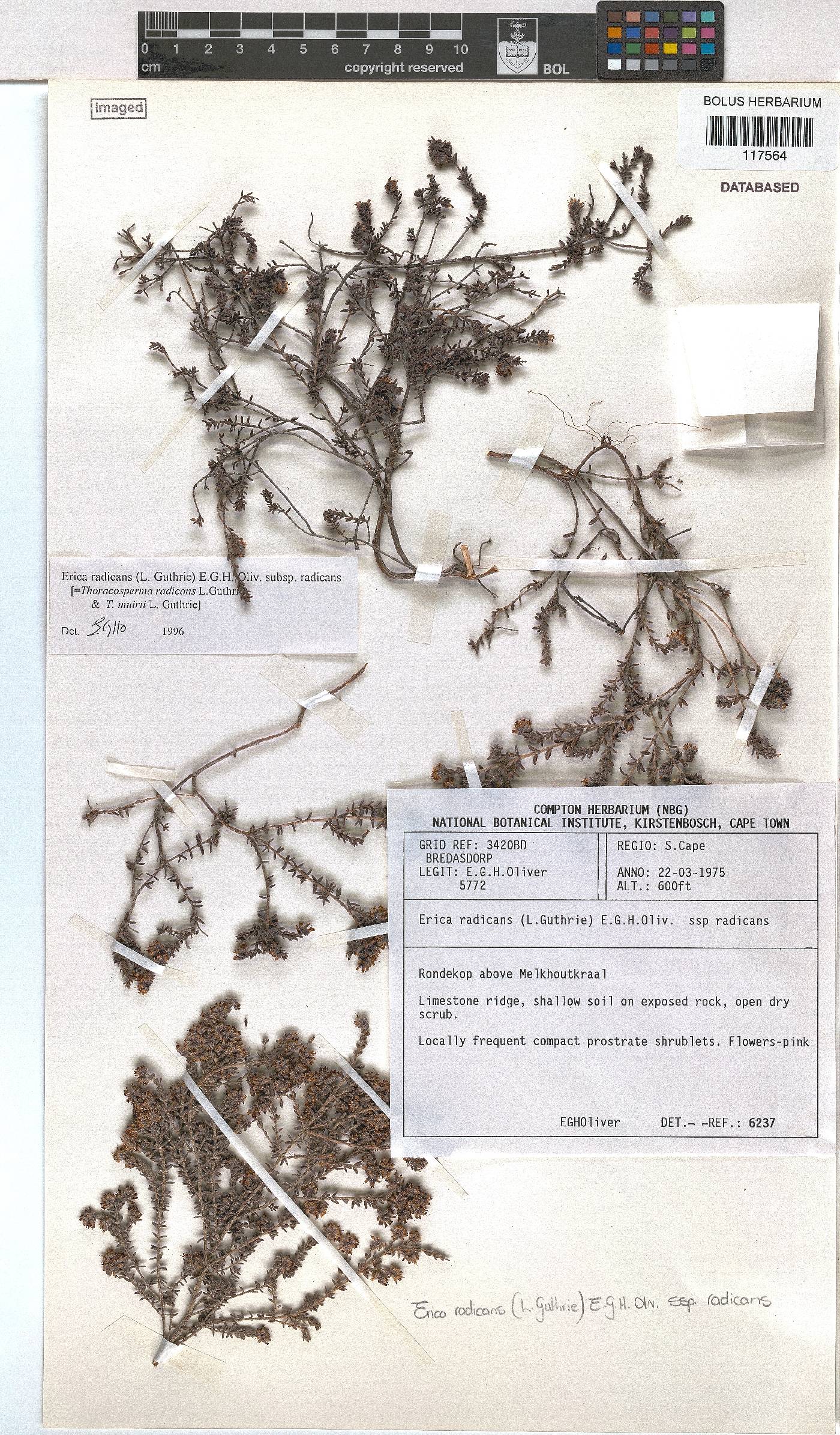 Erica radicans subsp. radicans image