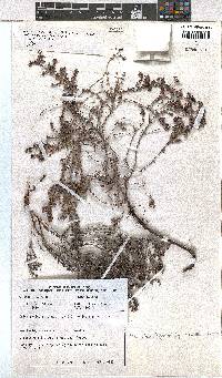 Erica radicans subsp. radicans image