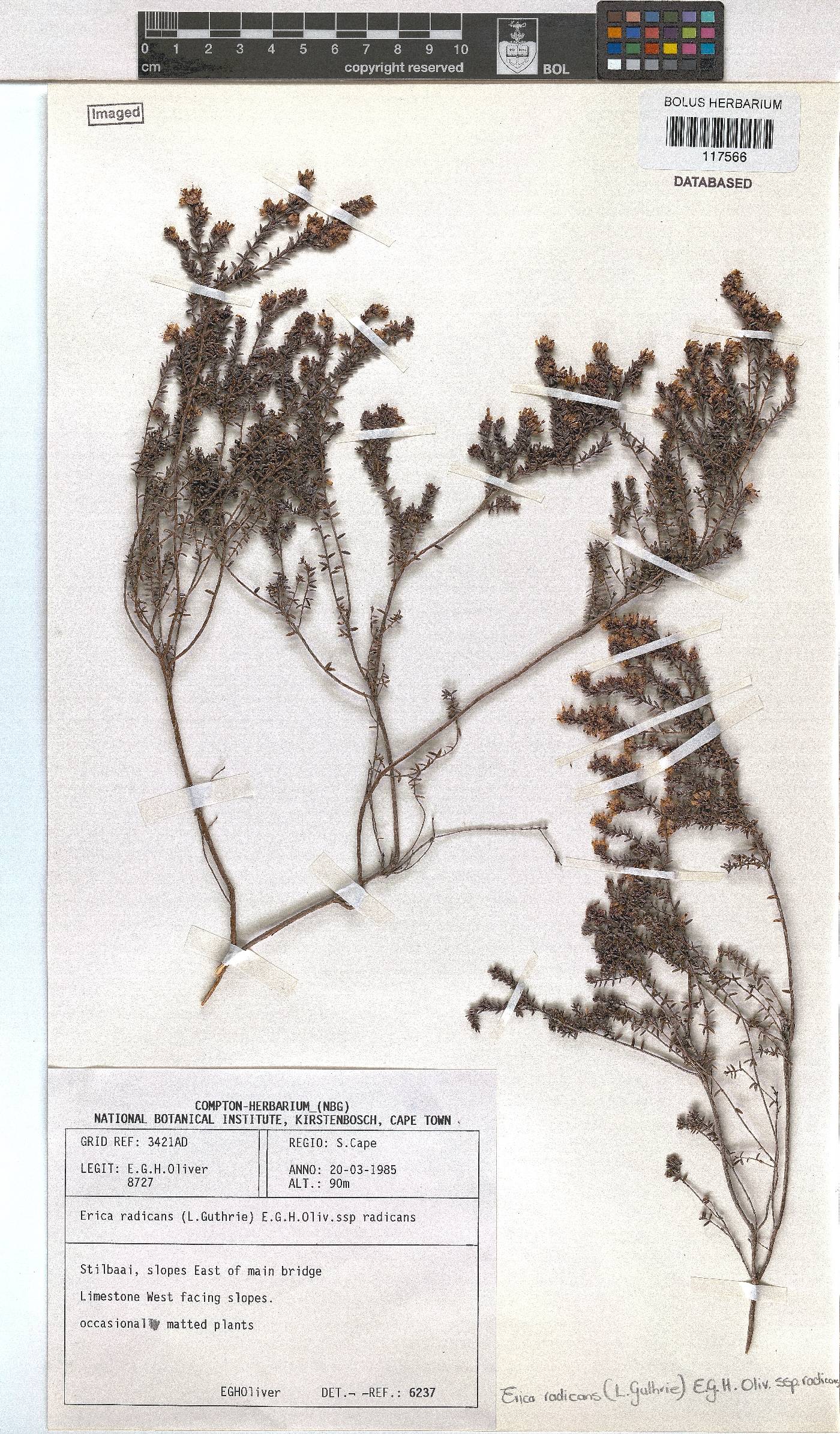 Erica radicans subsp. radicans image