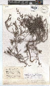 Erica radicans image