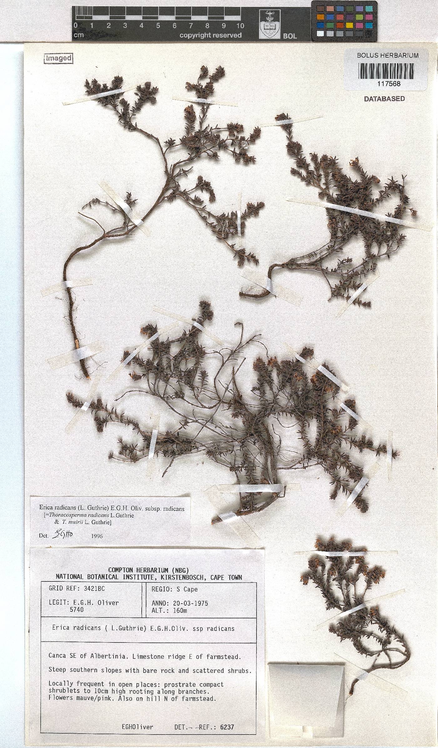 Erica radicans subsp. radicans image