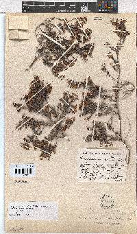 Erica radicans subsp. radicans image