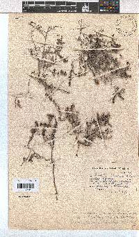 Erica radicans image