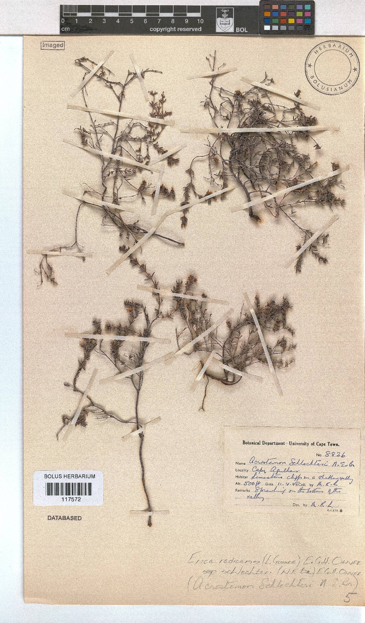 Erica radicans subsp. schlechteri image