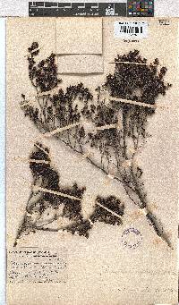 Erica interrupta image