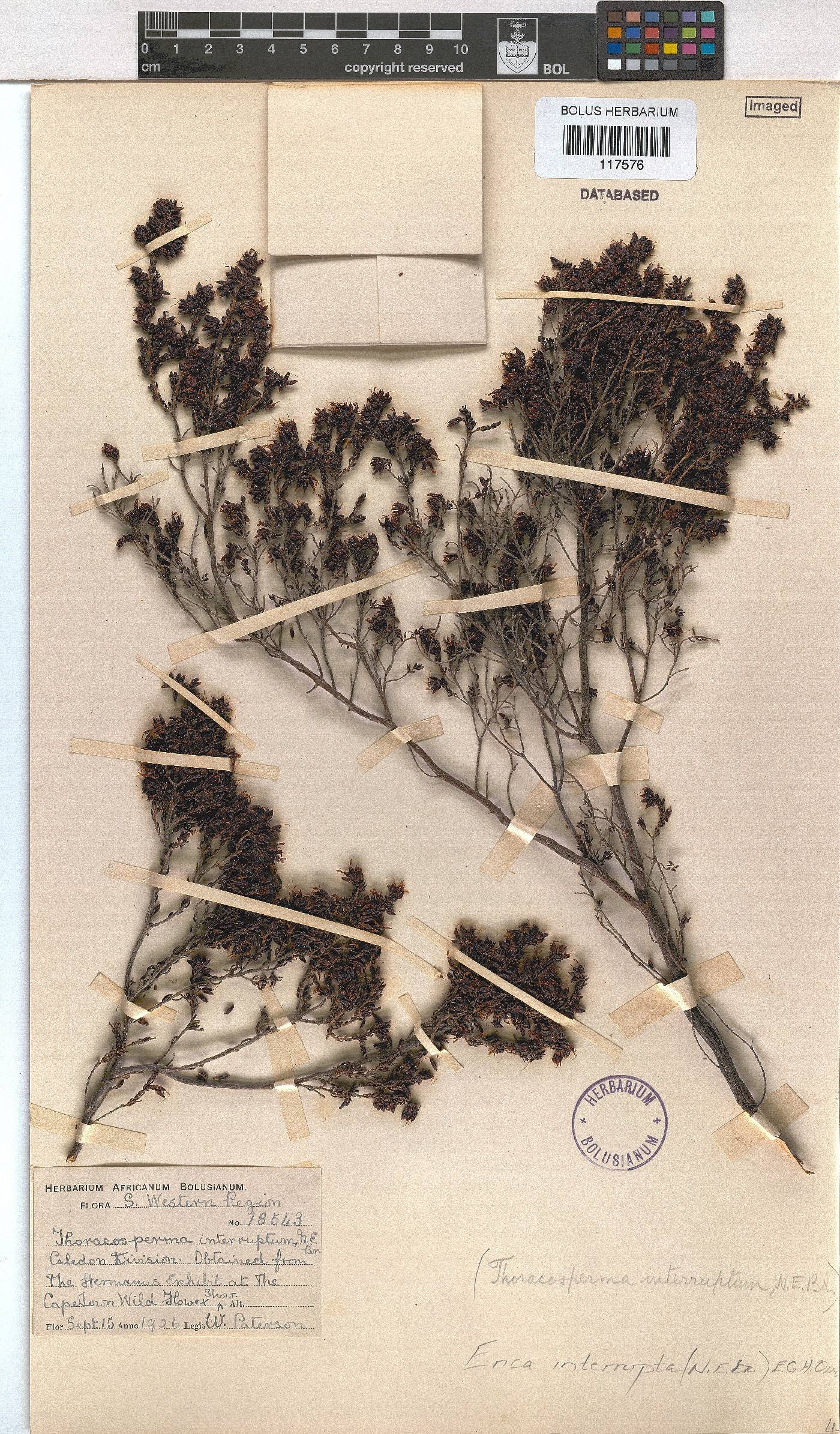 Erica interrupta image