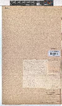 Erica eriophoros image