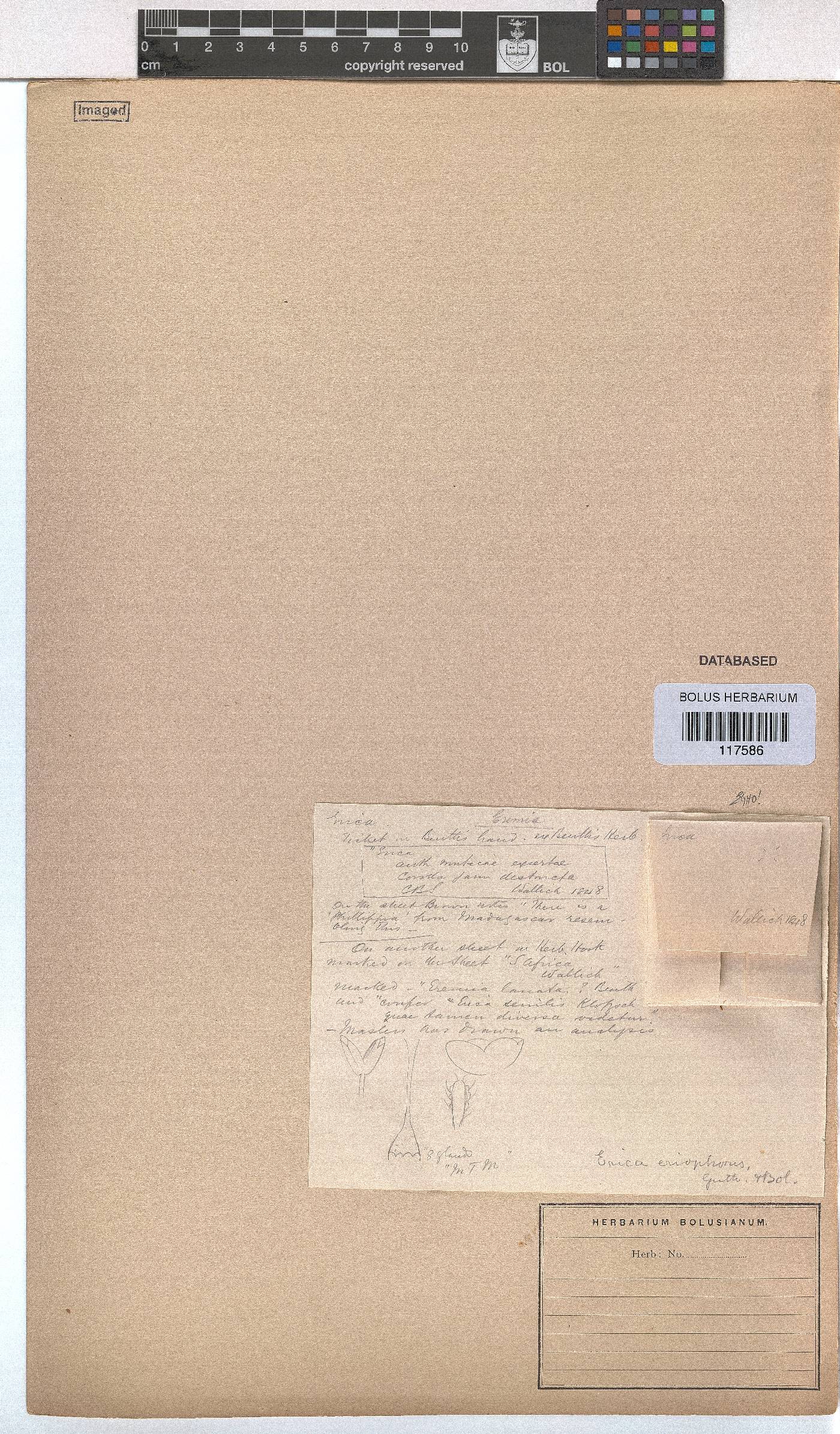 Erica eriophoros image