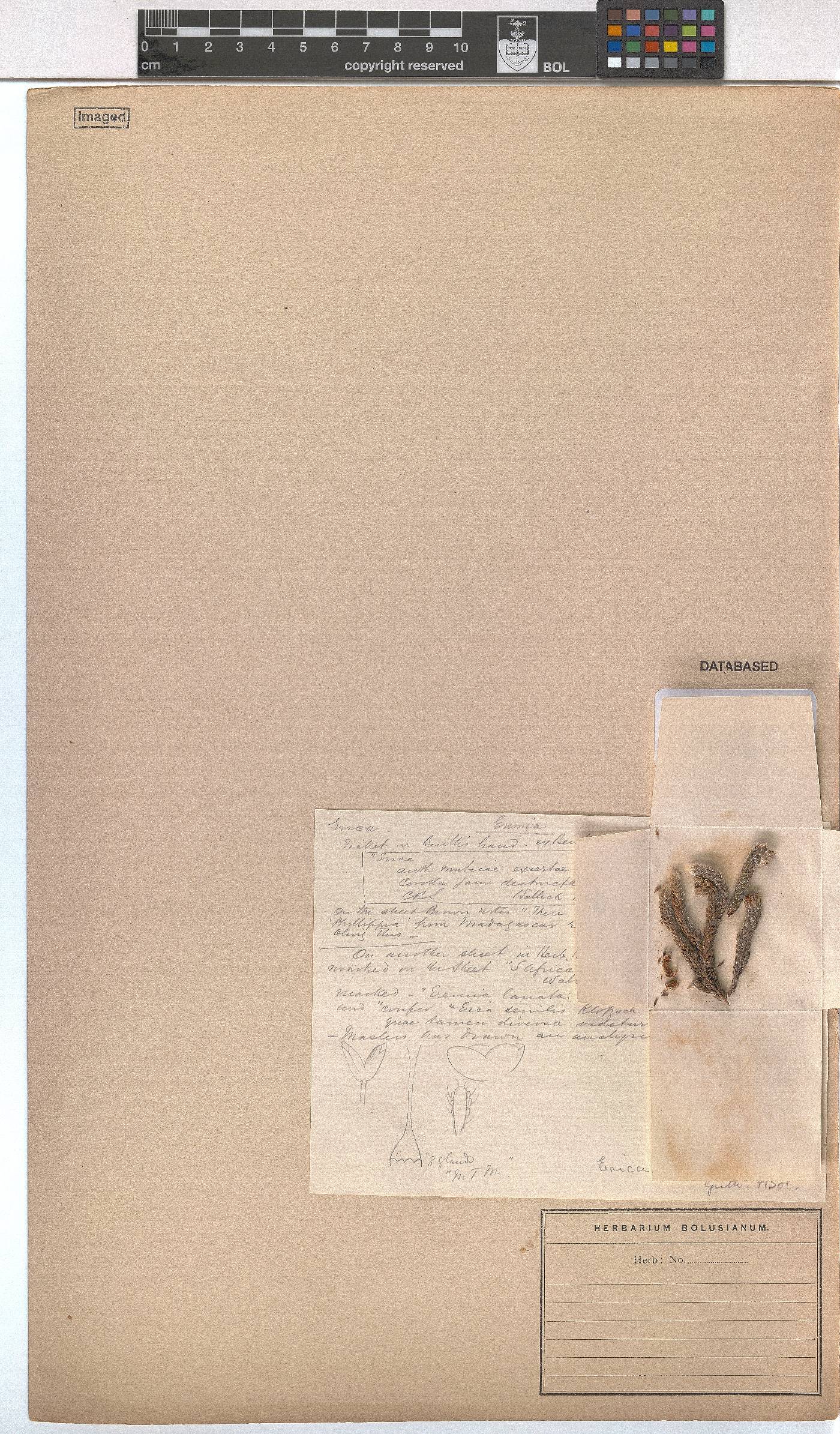 Erica eriophoros image