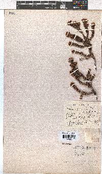 Erica cunoniensis image