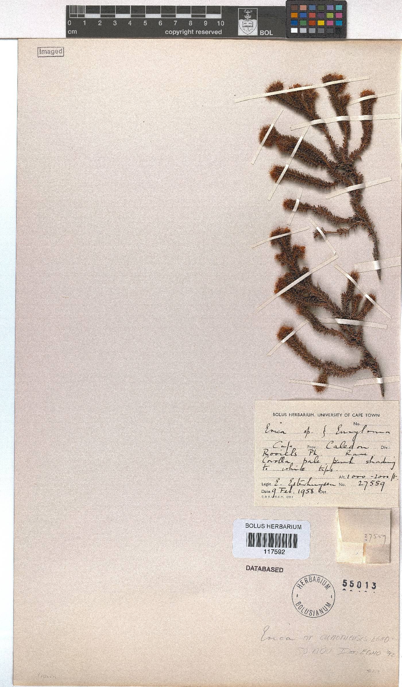 Erica cunoniensis image