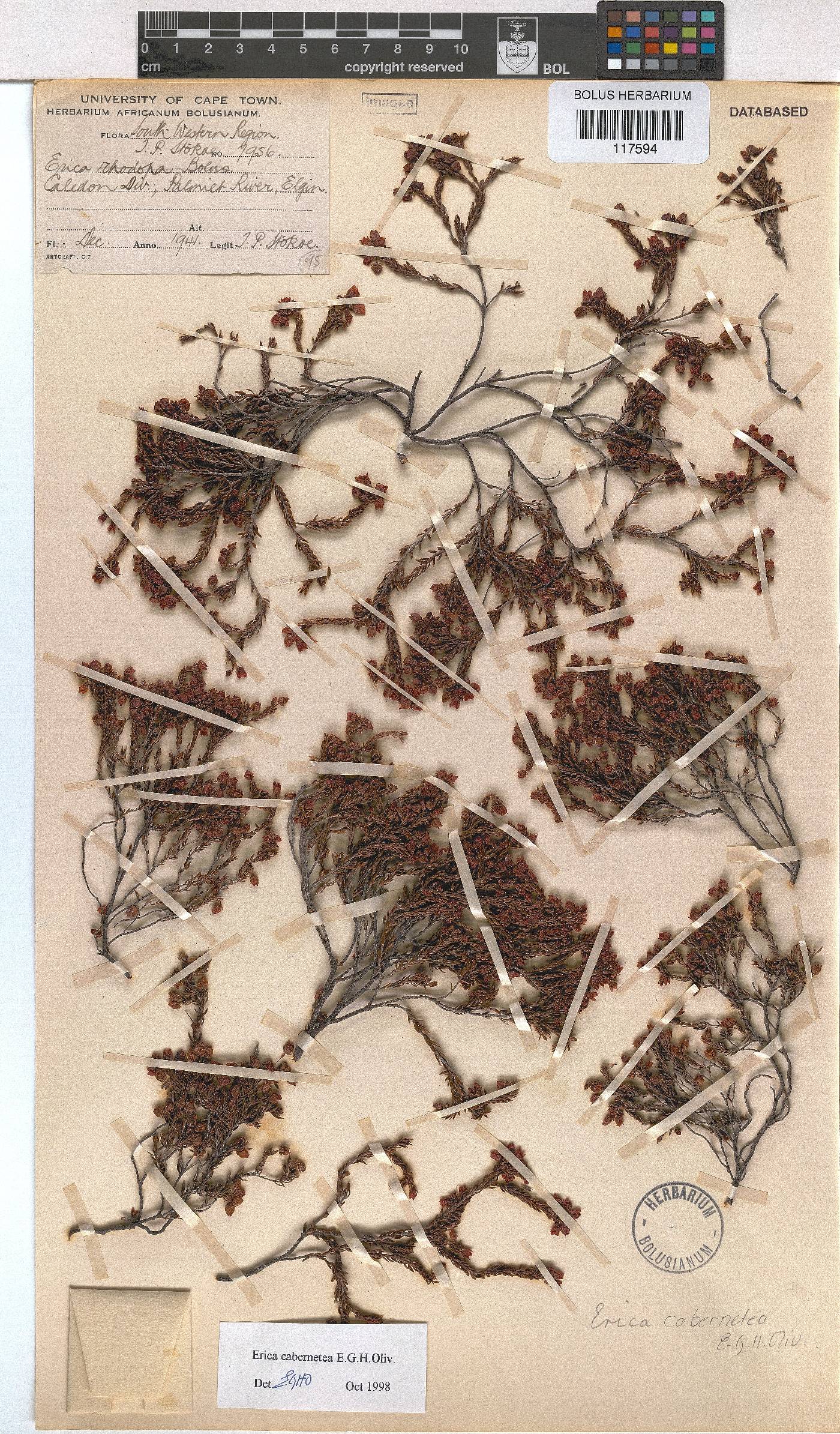 Erica cabernetea image