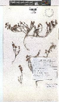 Erica vernicosa image