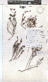 Erica vernicosa image