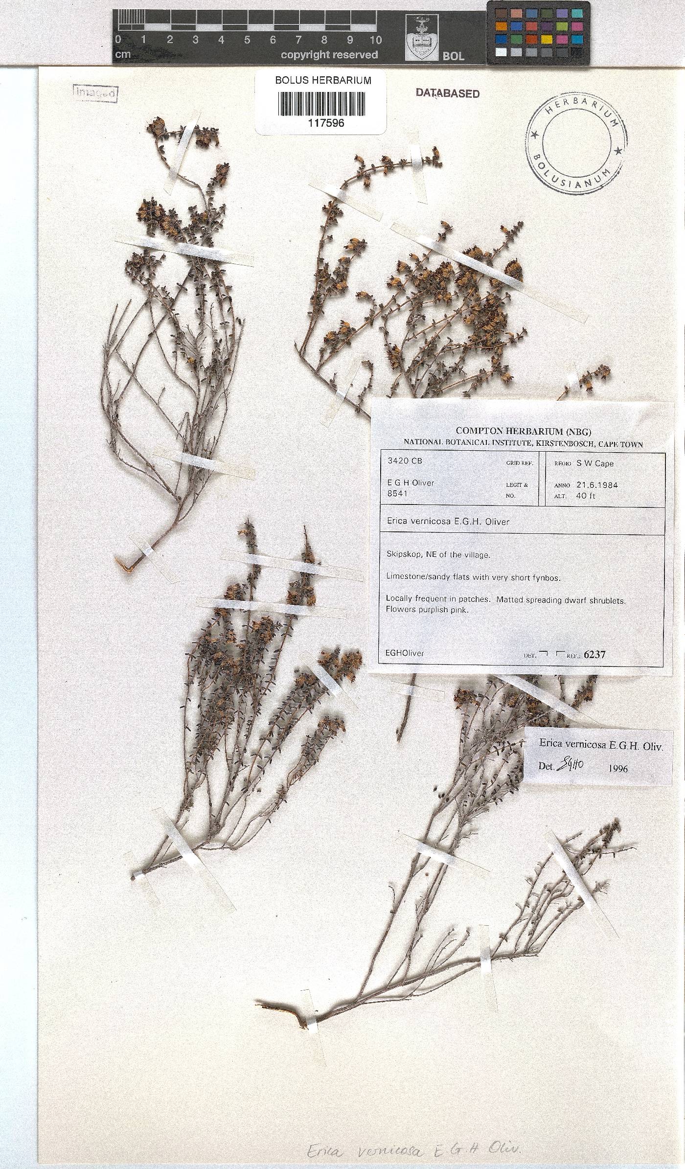 Erica vernicosa image