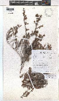 Erica vernicosa image