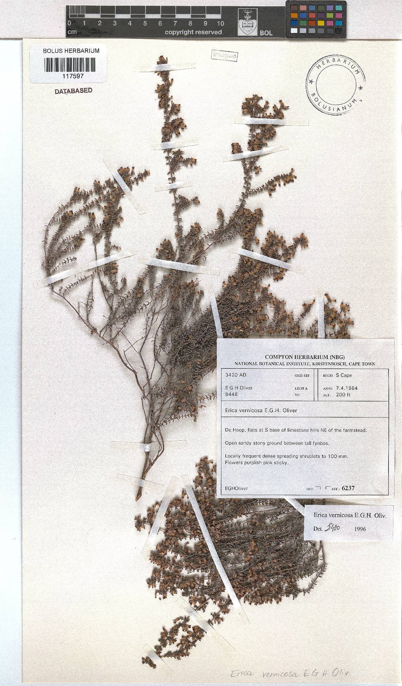 Erica vernicosa image