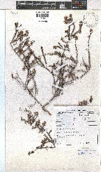 Erica vernicosa image