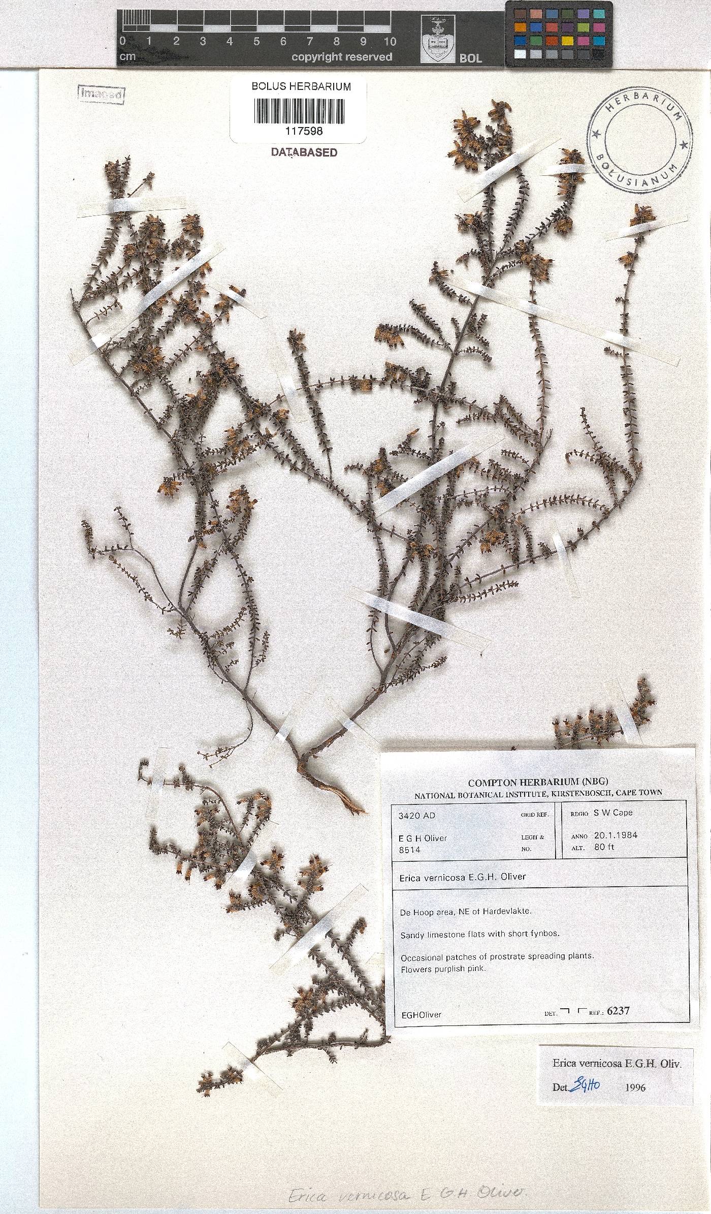 Erica vernicosa image