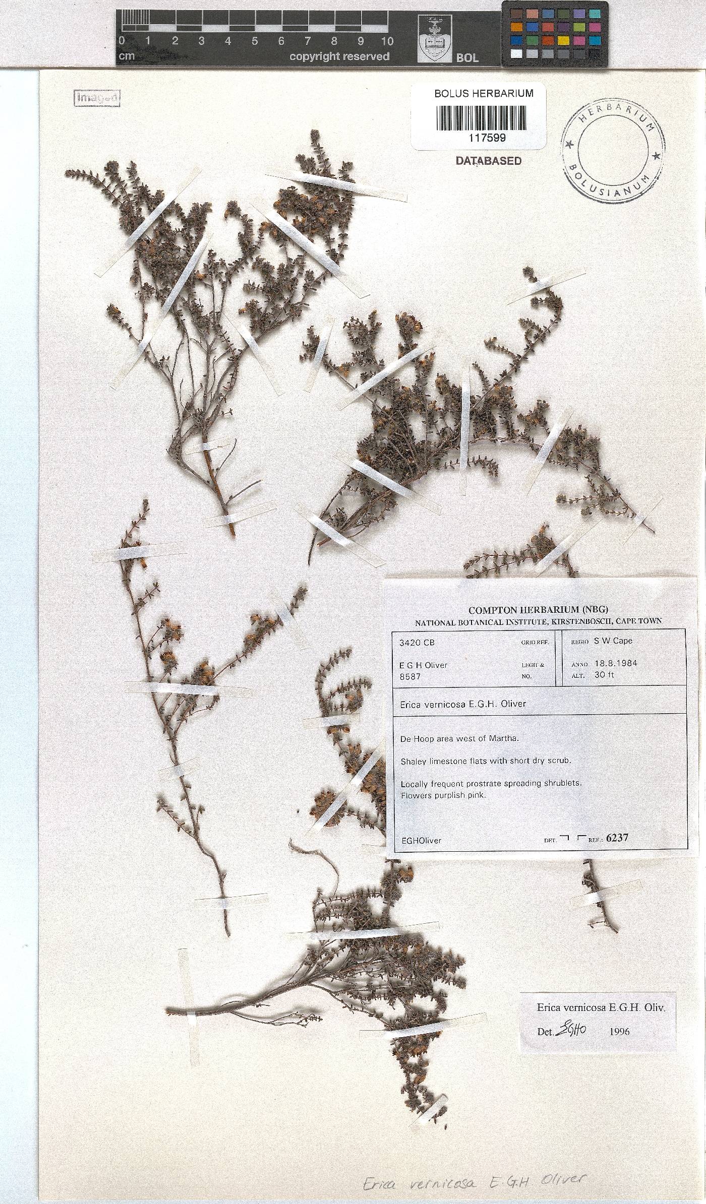 Erica vernicosa image