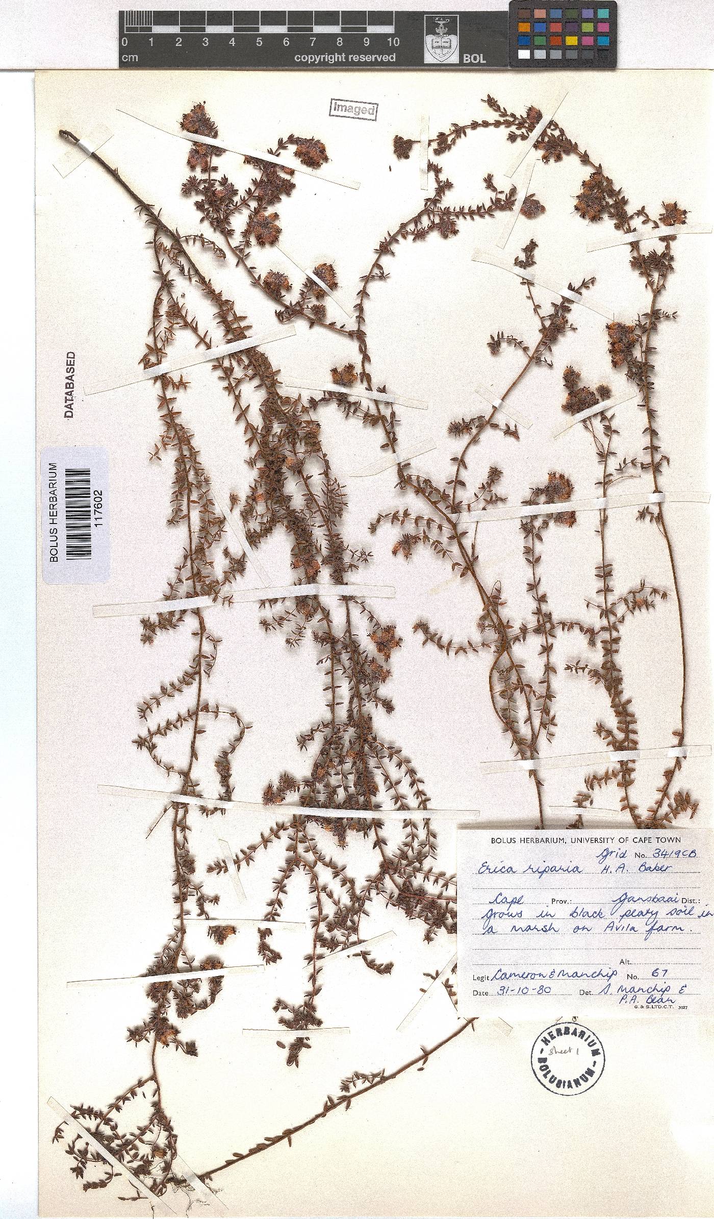 Erica riparia image