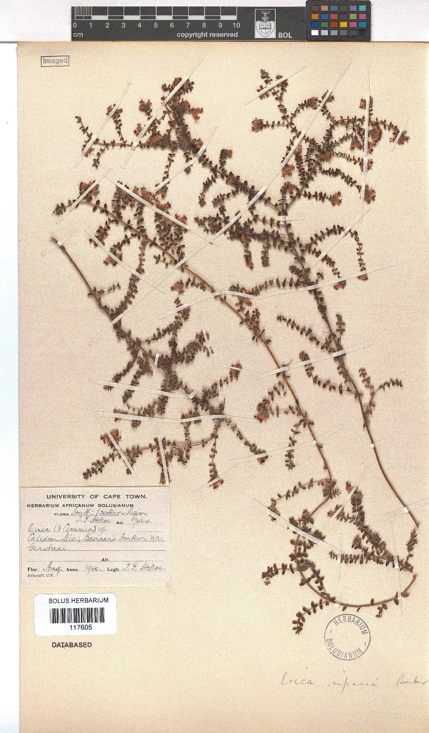 Erica riparia image