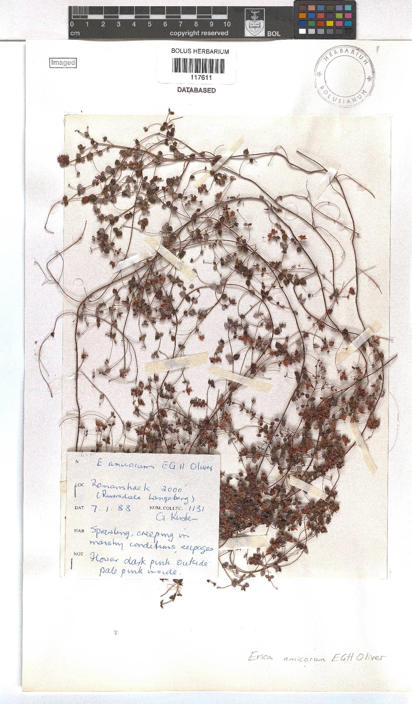 Erica amicorum image