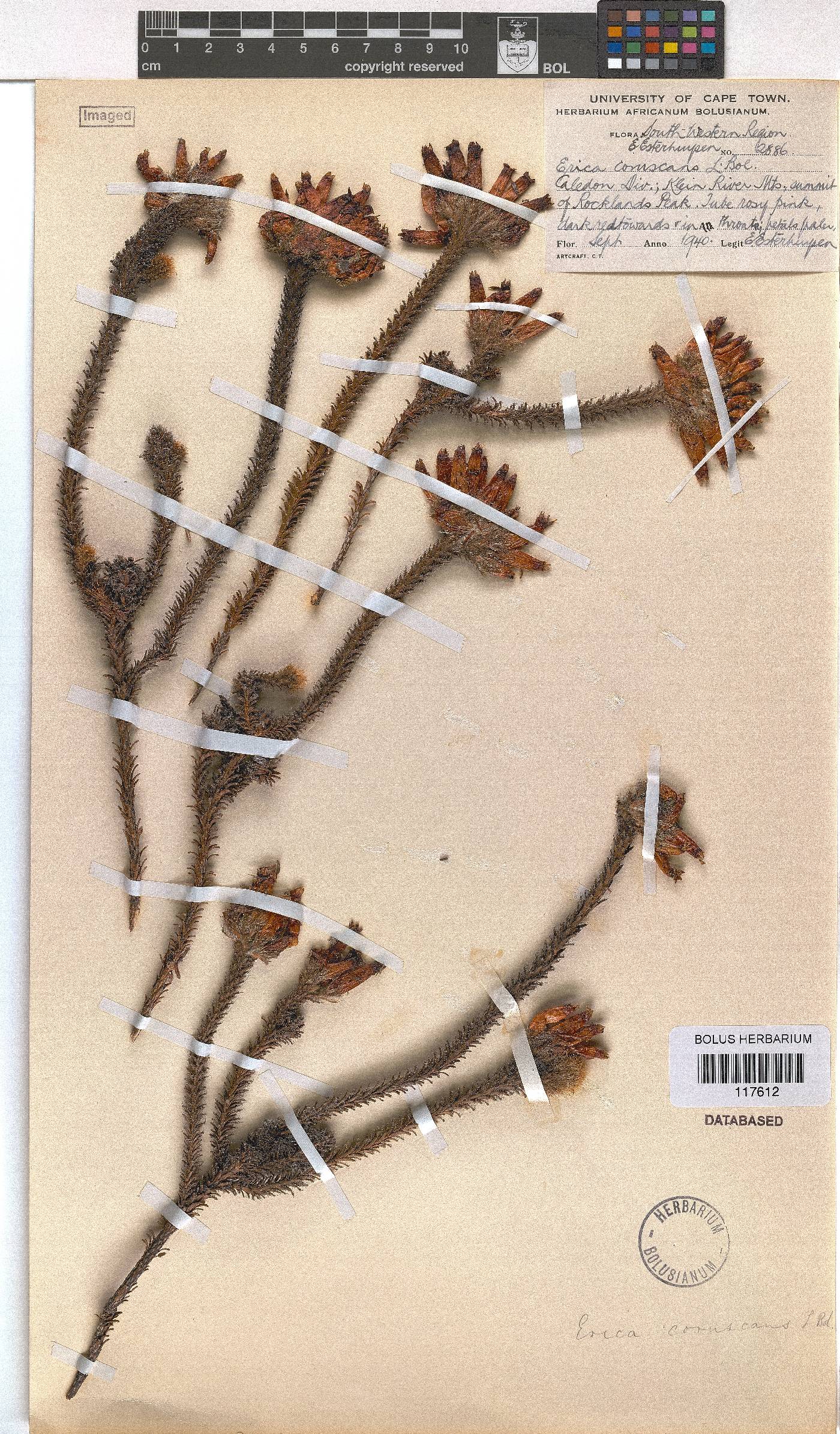 Erica coruscans image