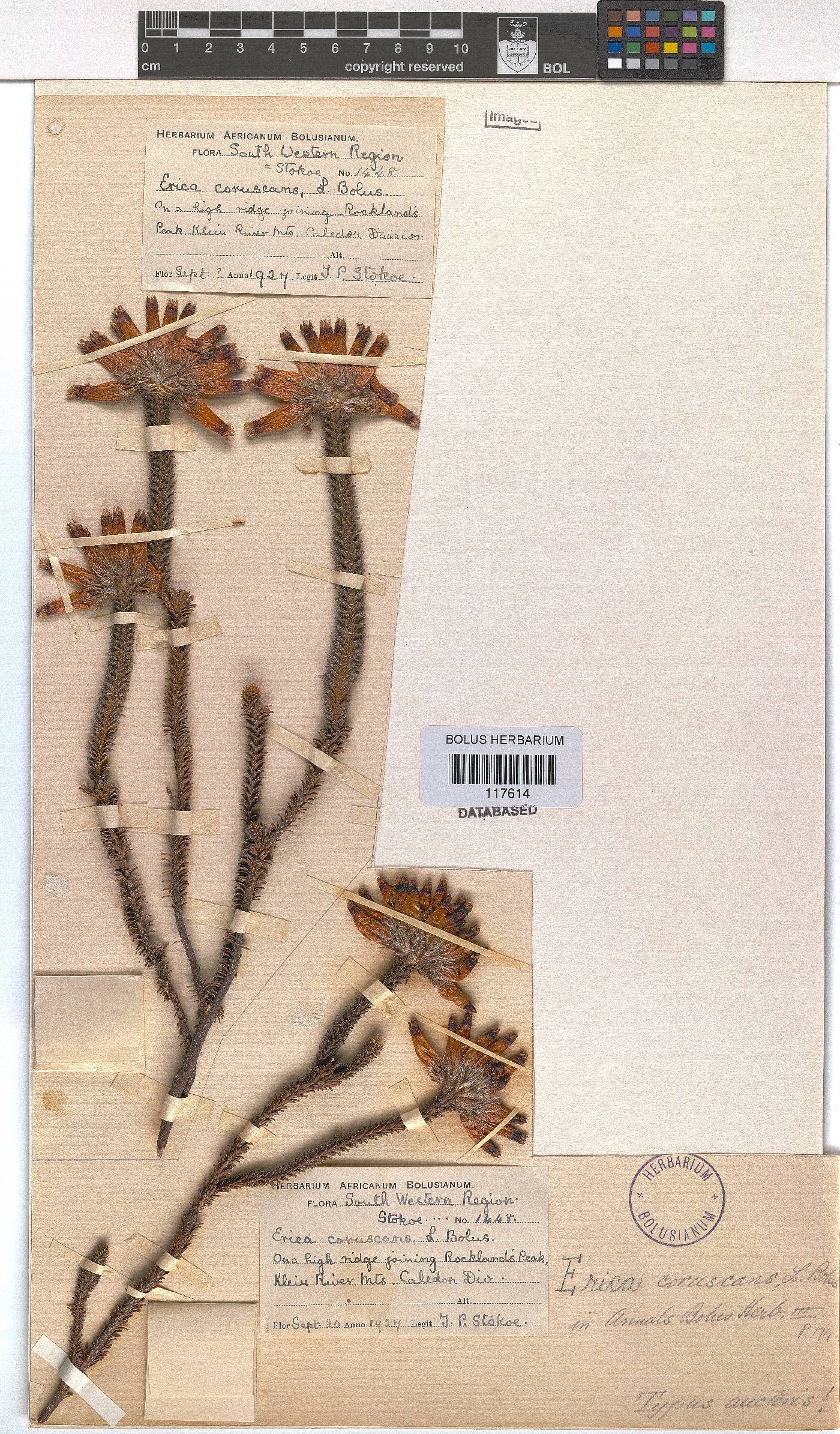 Erica coruscans image