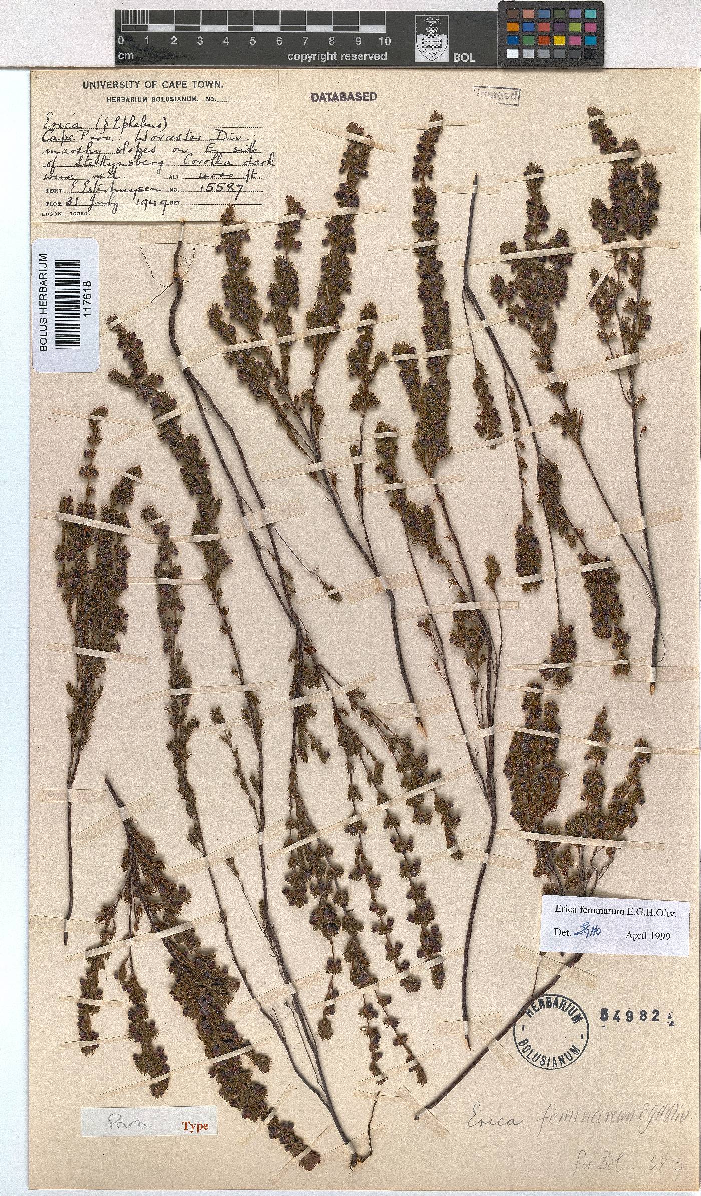 Erica feminarum image