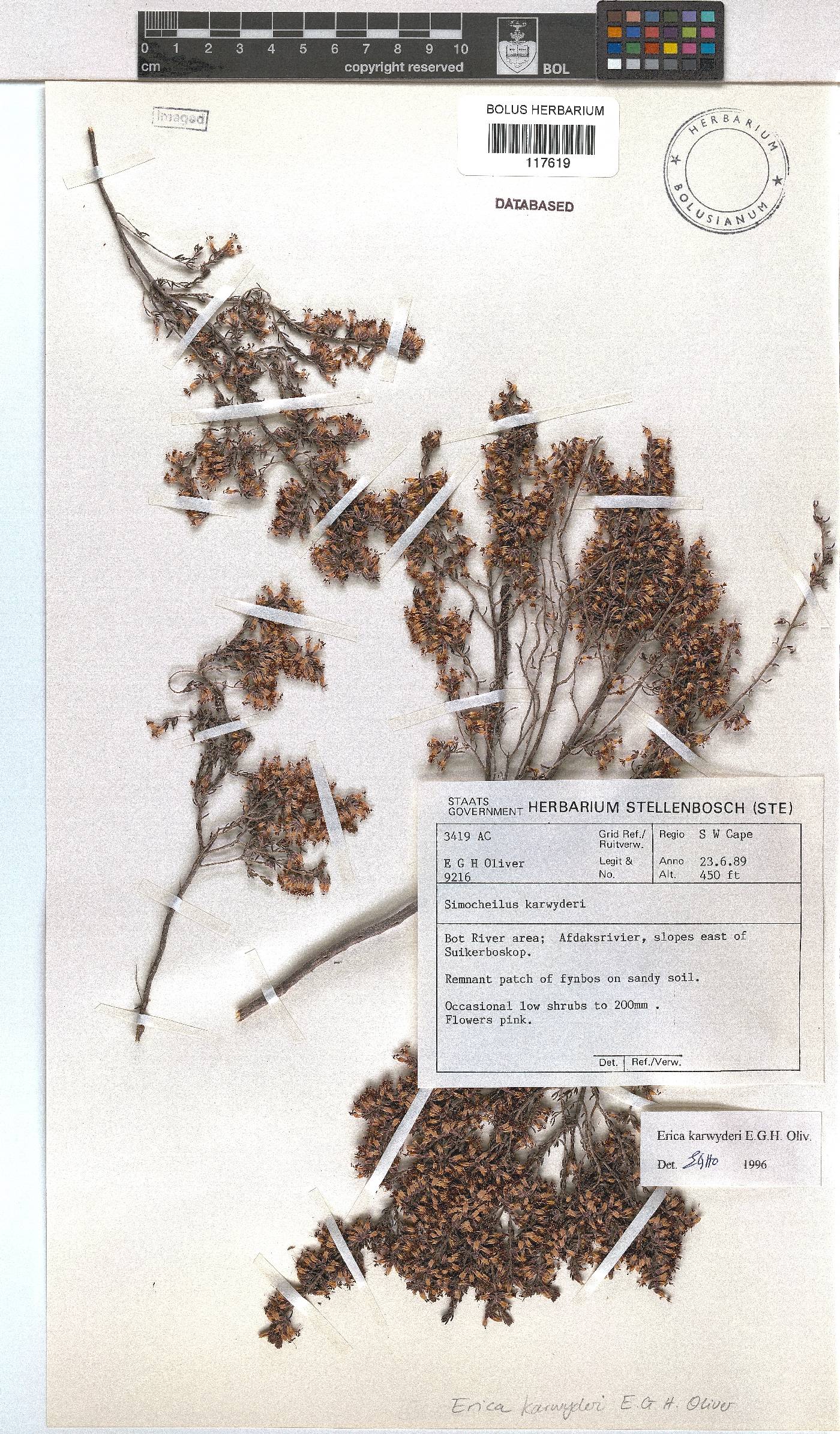 Erica karwyderi image