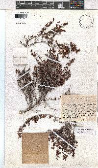 Erica karwyderi image