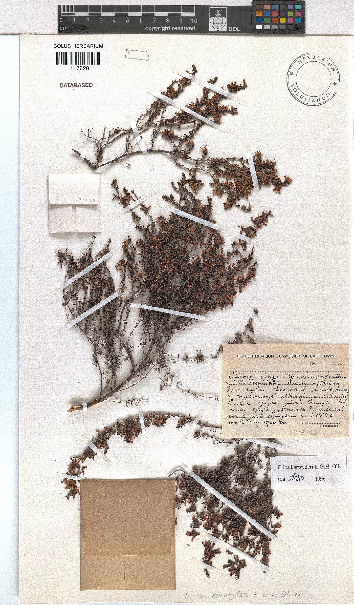 Erica karwyderi image