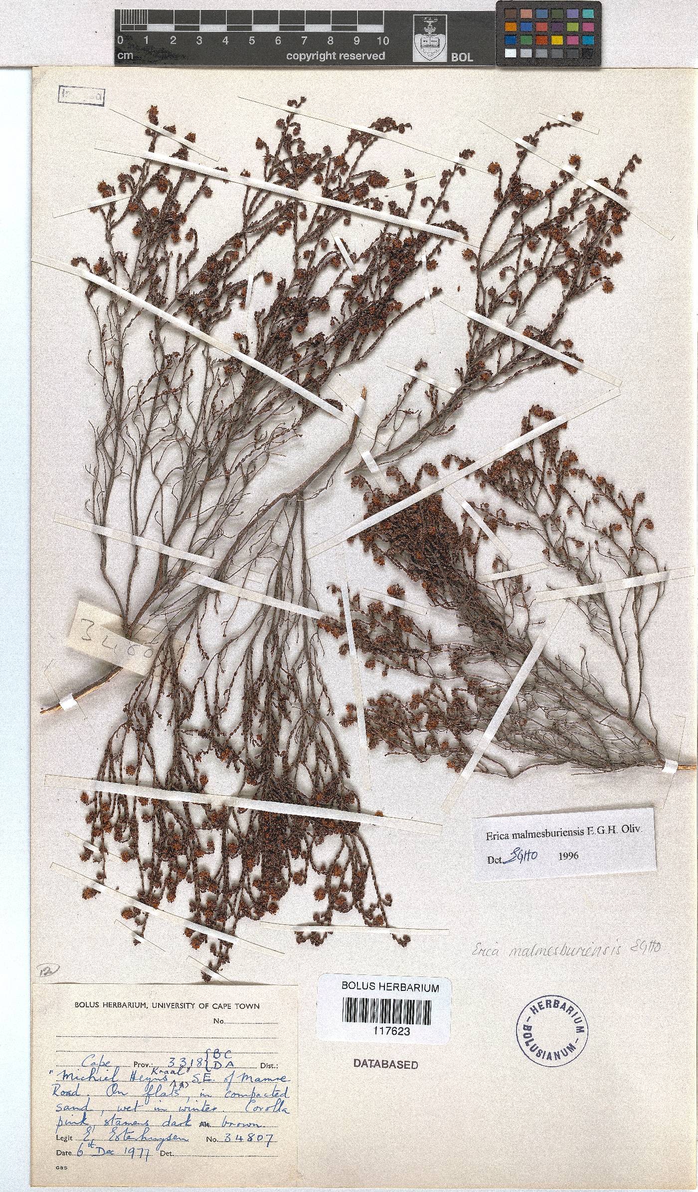 Erica malmesburiensis image