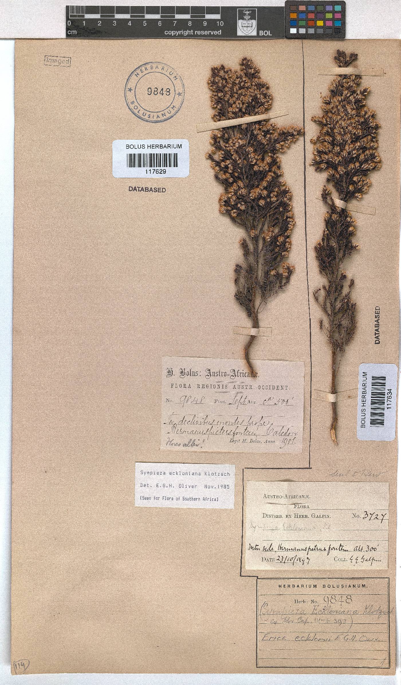 Erica ecklonii image