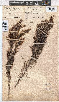 Erica ecklonii image