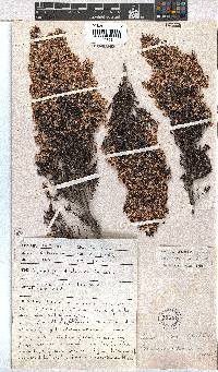 Erica ecklonii image