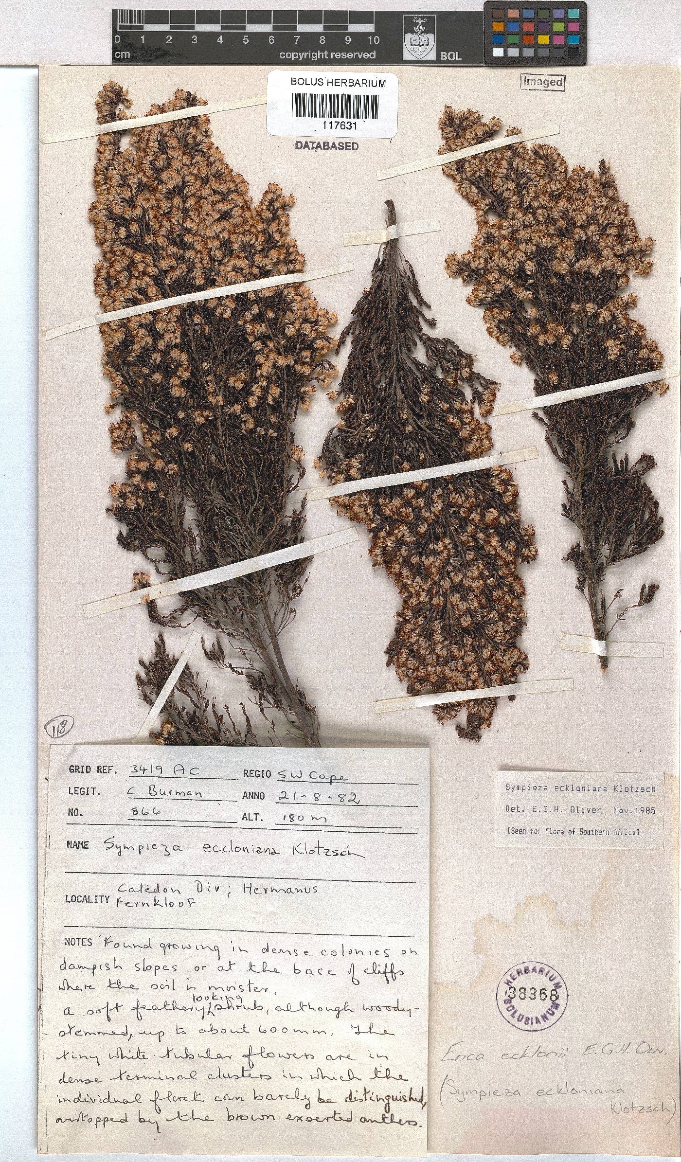 Erica ecklonii image