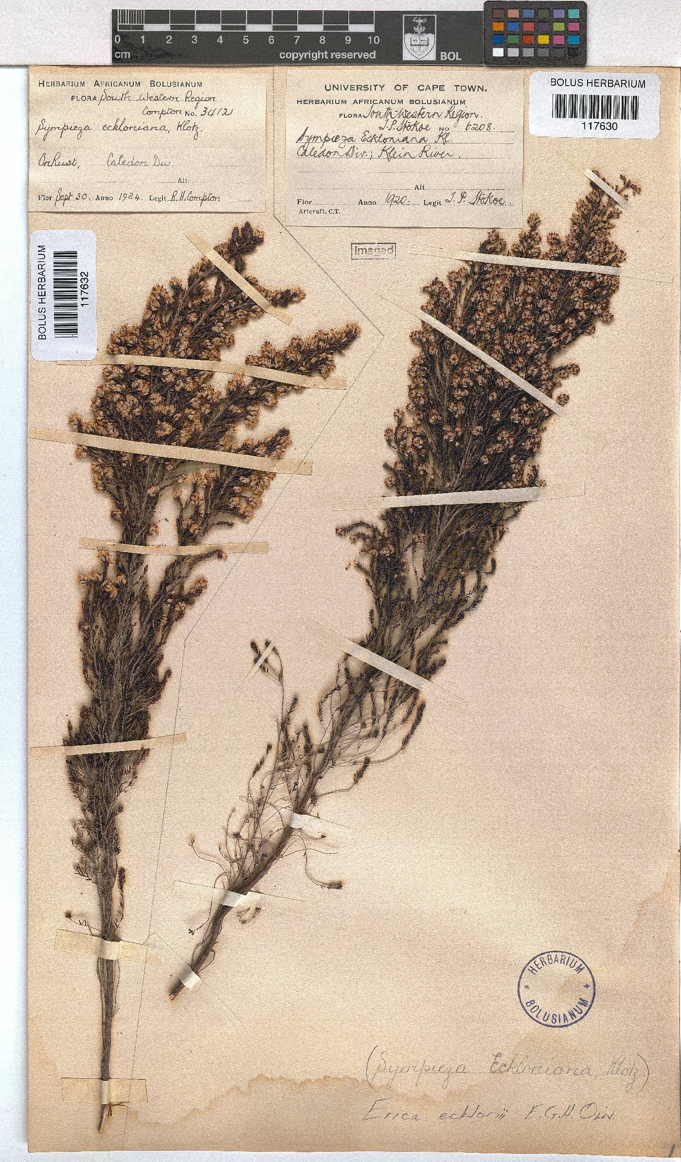 Erica ecklonii image