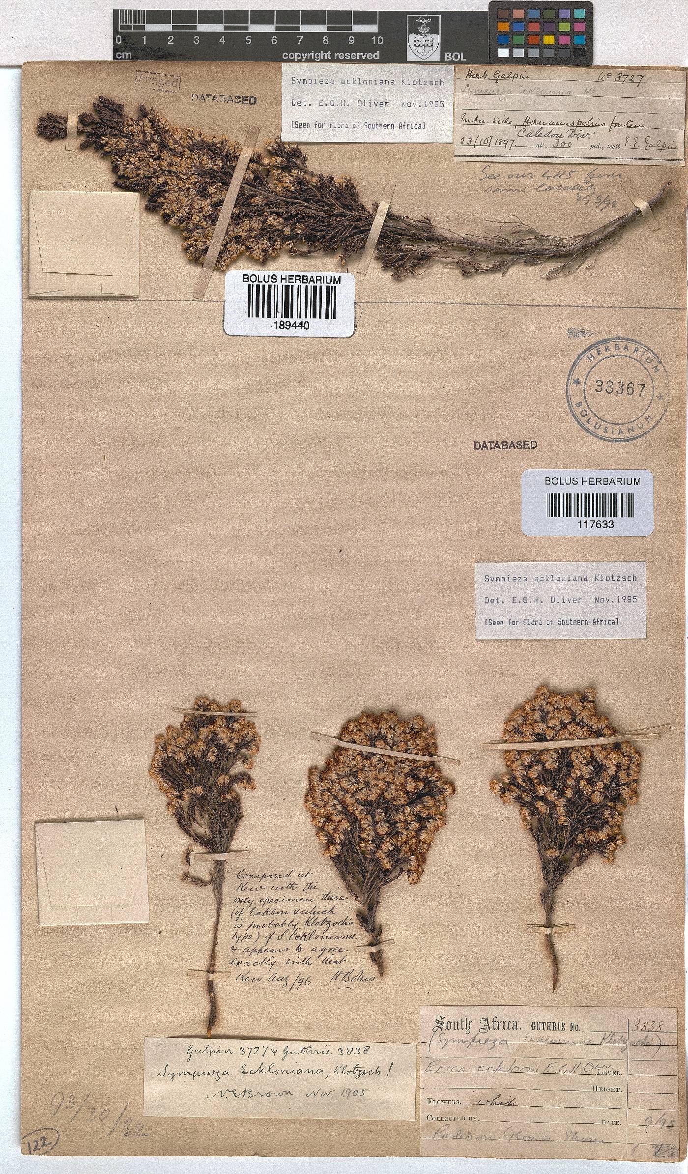 Erica ecklonii image