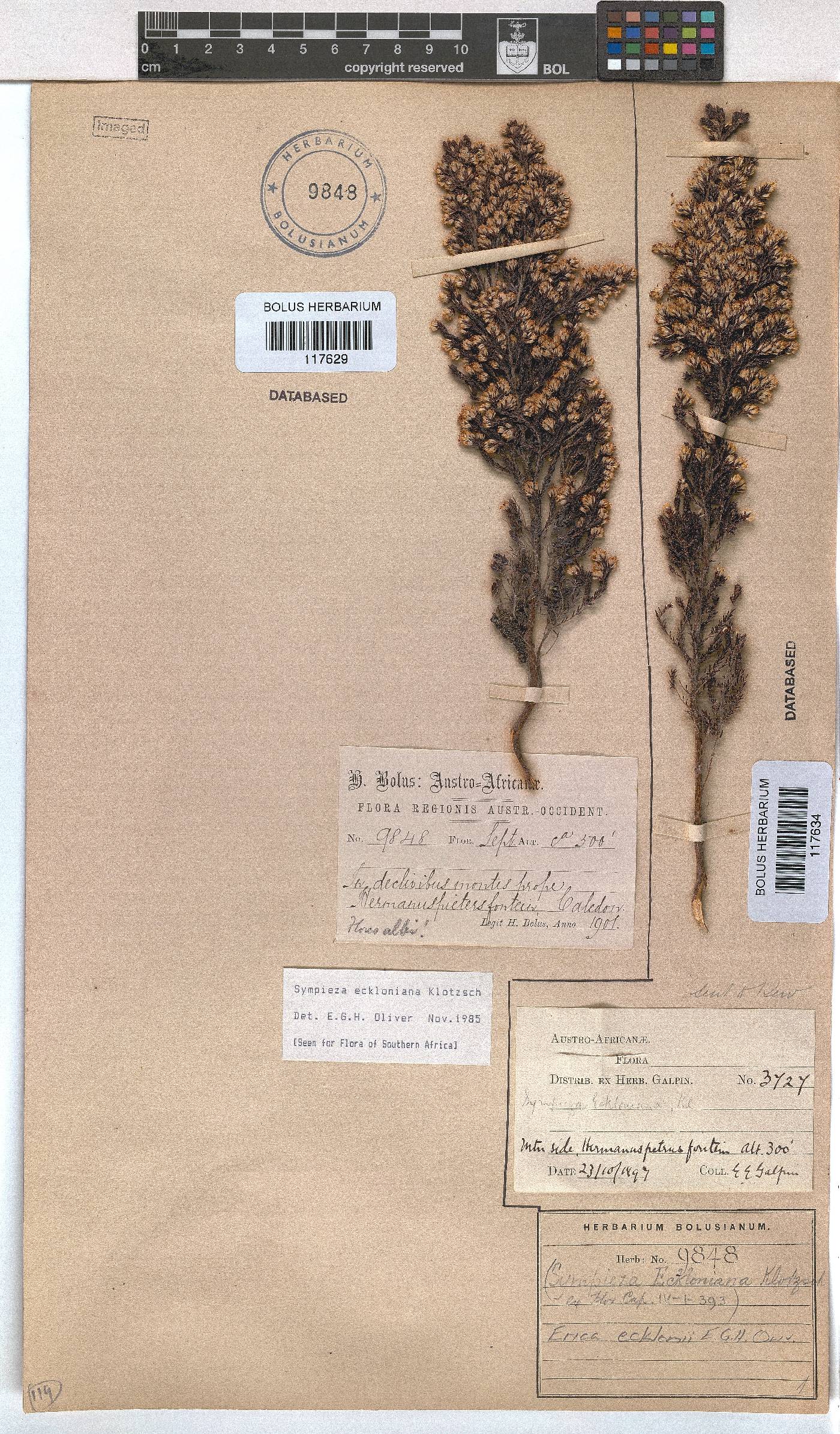 Erica ecklonii image