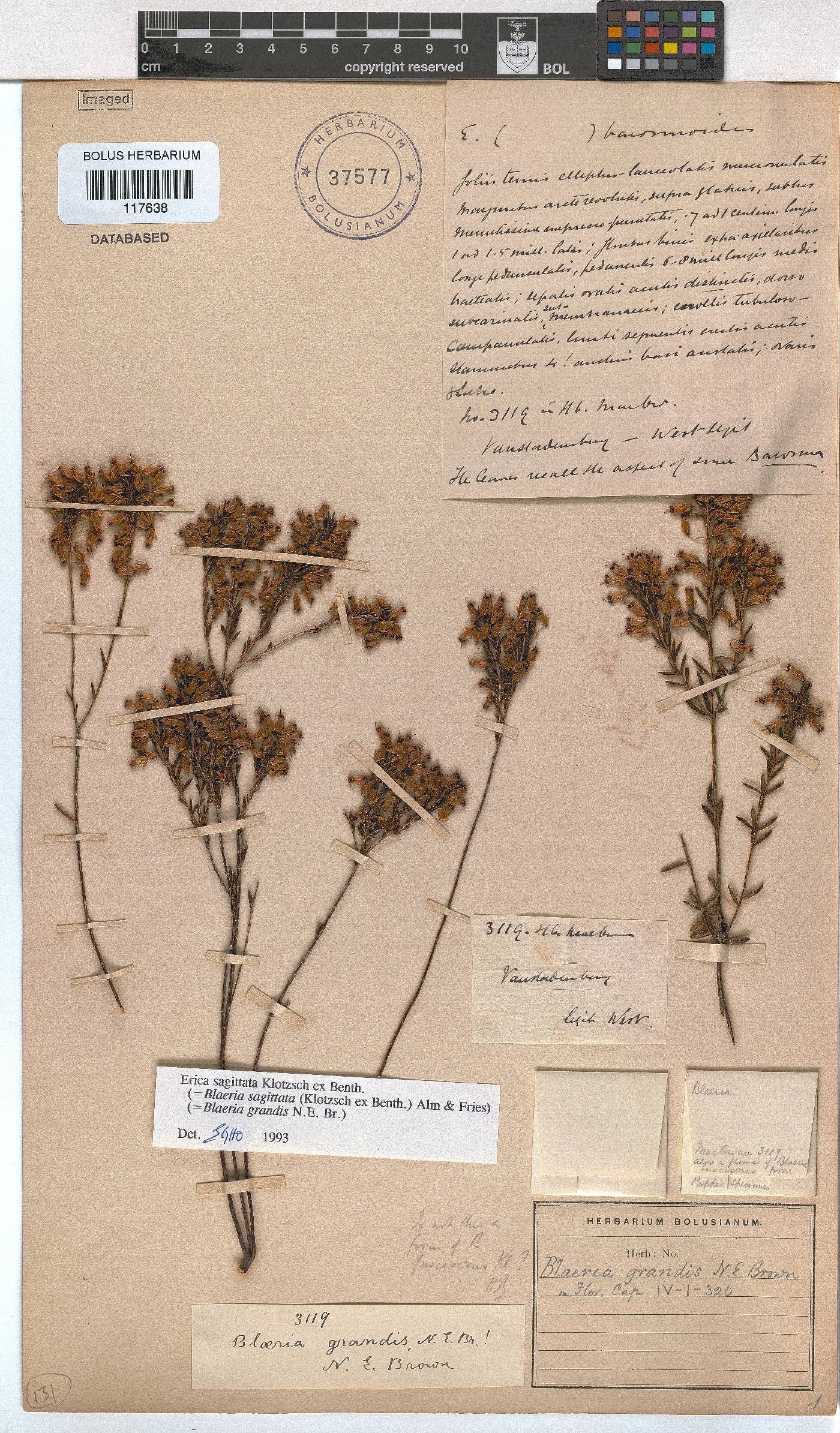 Erica sagittata image