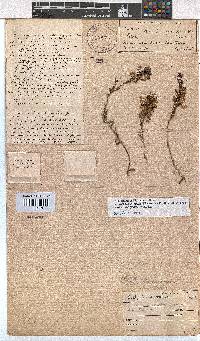 Erica sagittata image