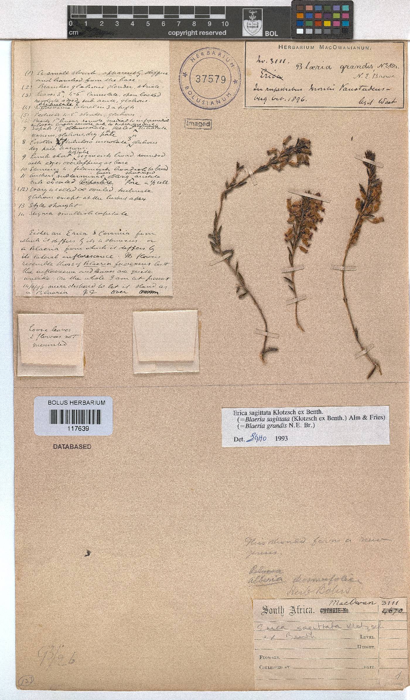 Erica sagittata image