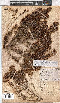 Erica sagittata image