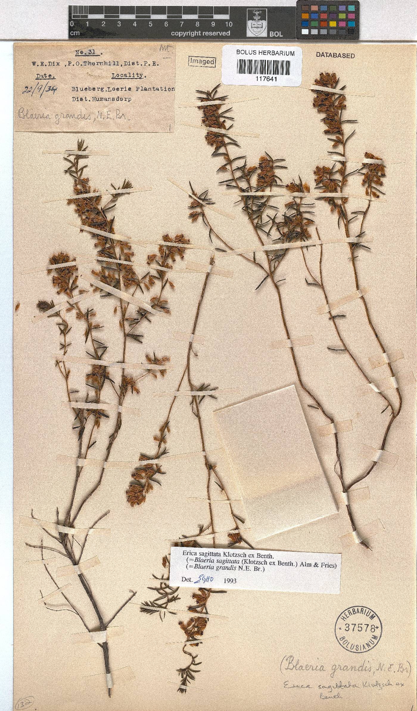 Erica sagittata image