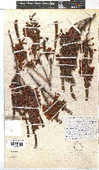 Erica kogelbergensis image