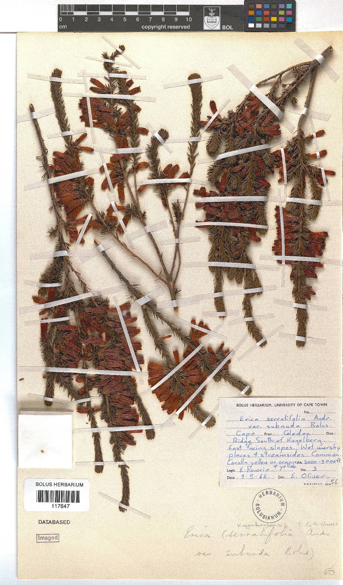 Erica kogelbergensis image